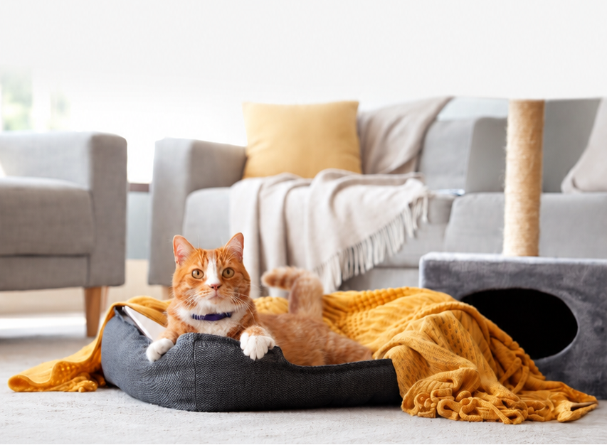Cat lying on a gray pet bed with a yellow blanket in a living room.